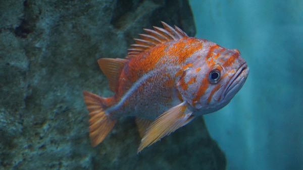 a pacific rockfish swimming in the ocean